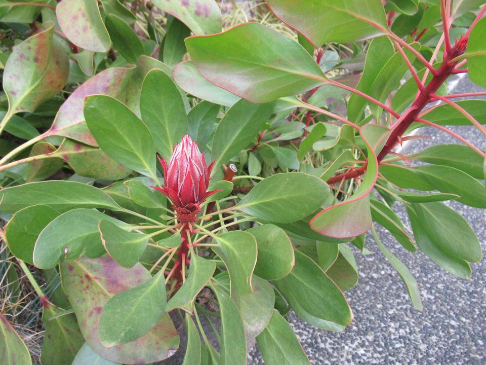 0129 キングプロテア (2).JPG