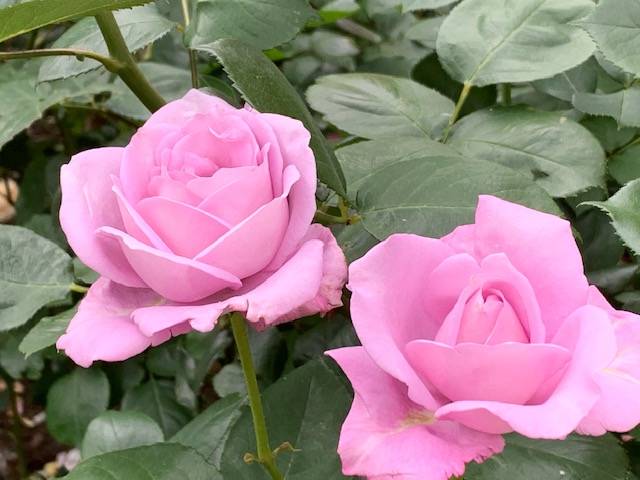 0515山手イタリア山手庭園のバラ (6).jpg