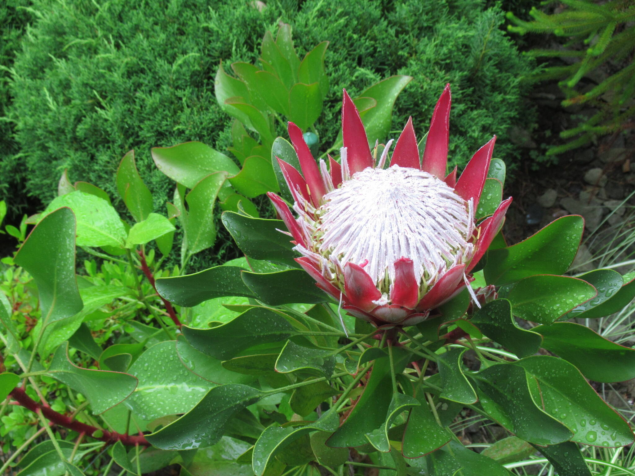 0613 キングプロテア.JPG