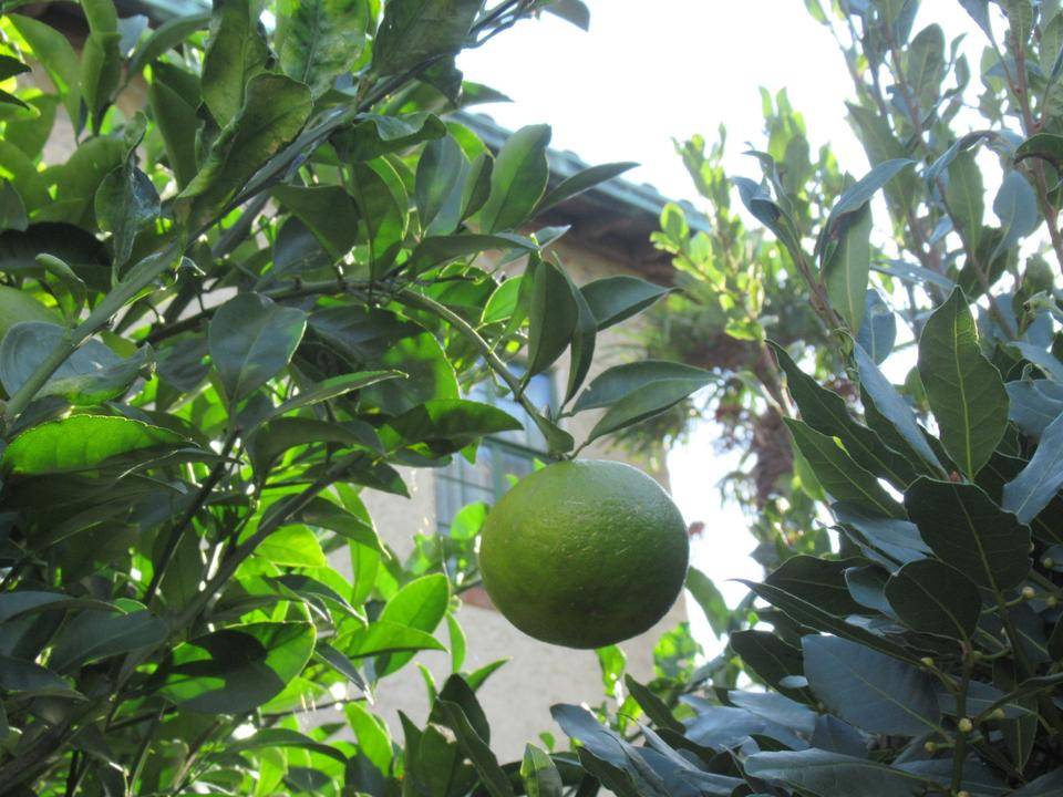 1030 ナツミカン.JPG