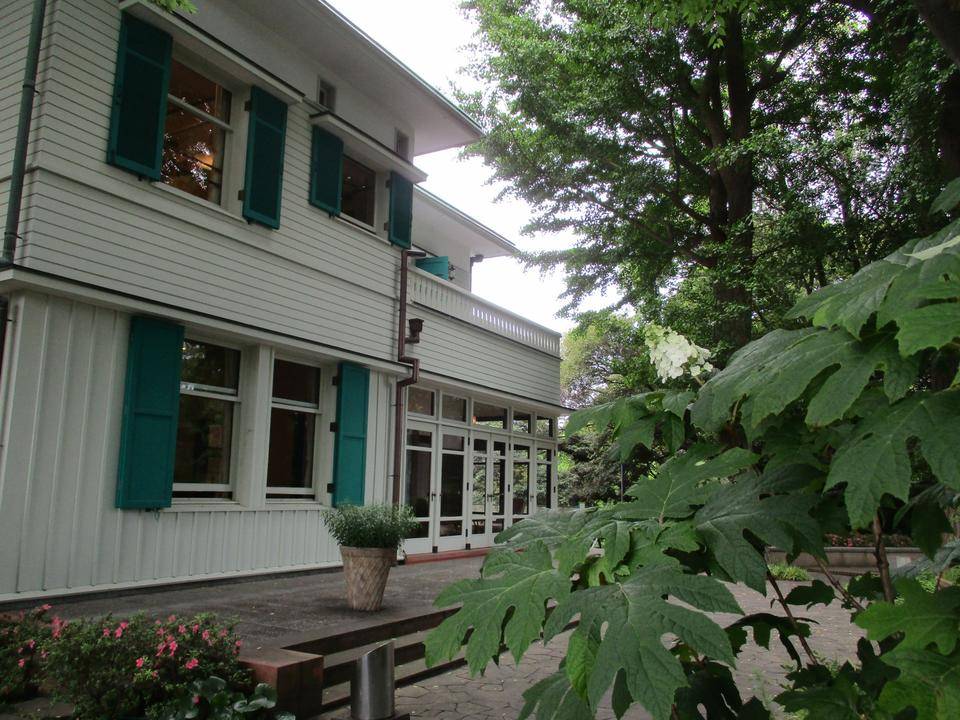 0525エリス　カシワバアジサイ (2).JPG