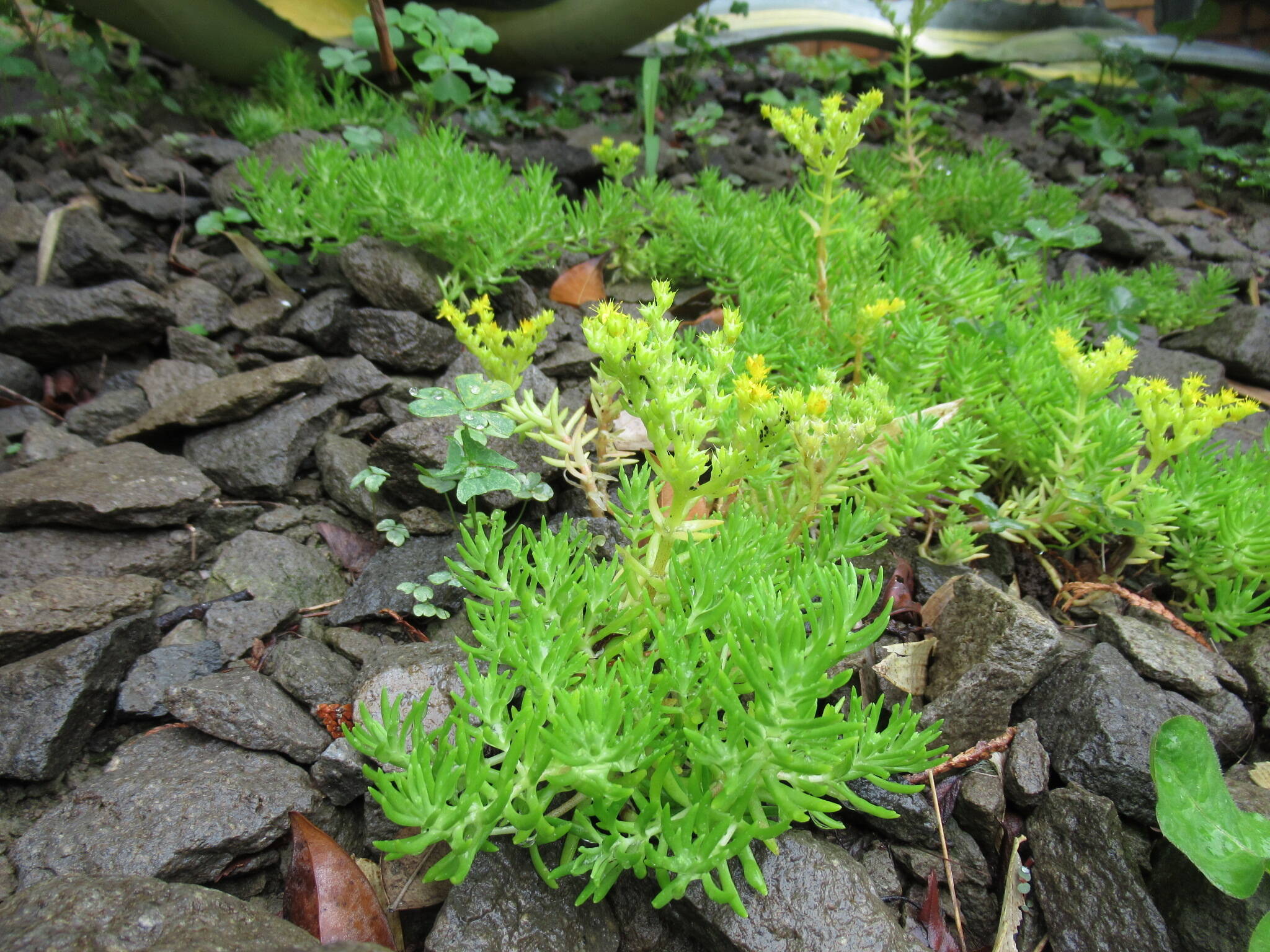 0519 (メキシコ万年草）.JPG