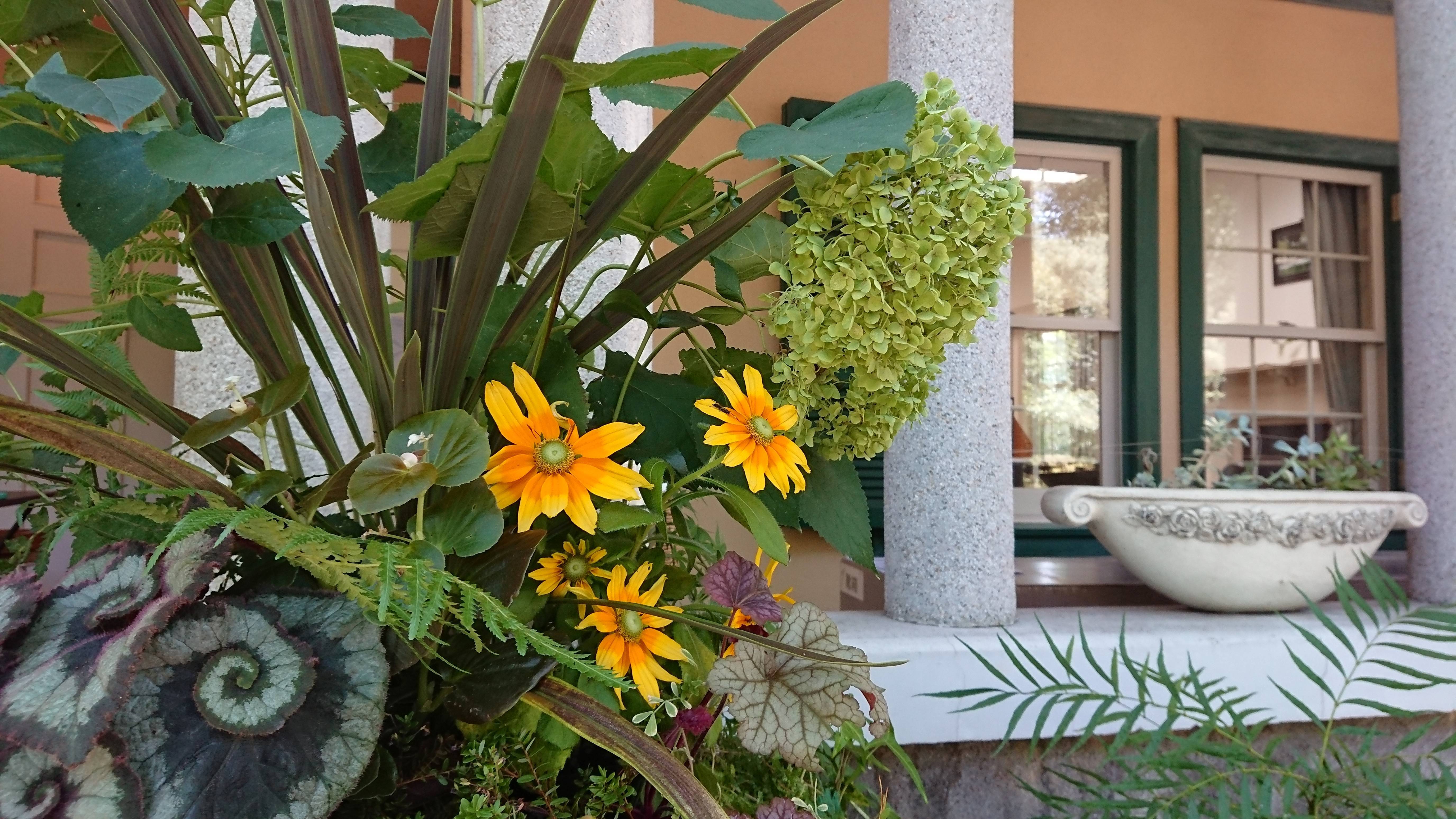 0803_234正面プランター shuku.JPG