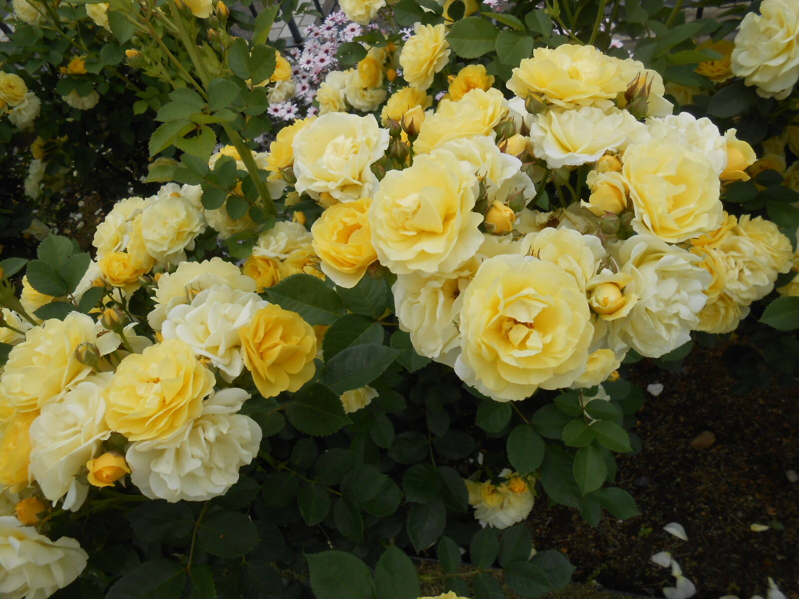 111番館ゴールデンボーダー4 .JPG