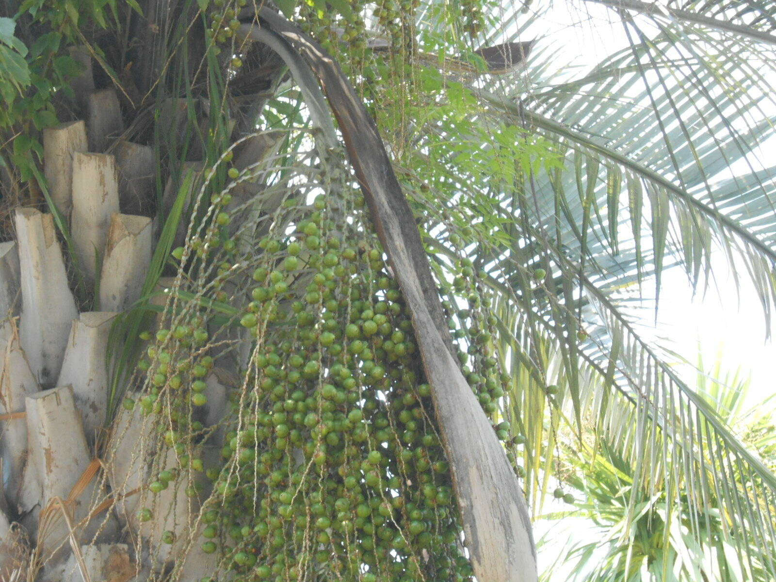 ナツメヤシ.JPG