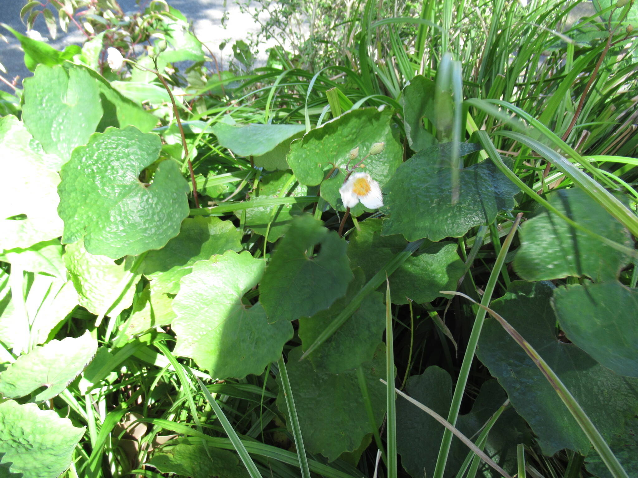 庭園の花 (3).JPG