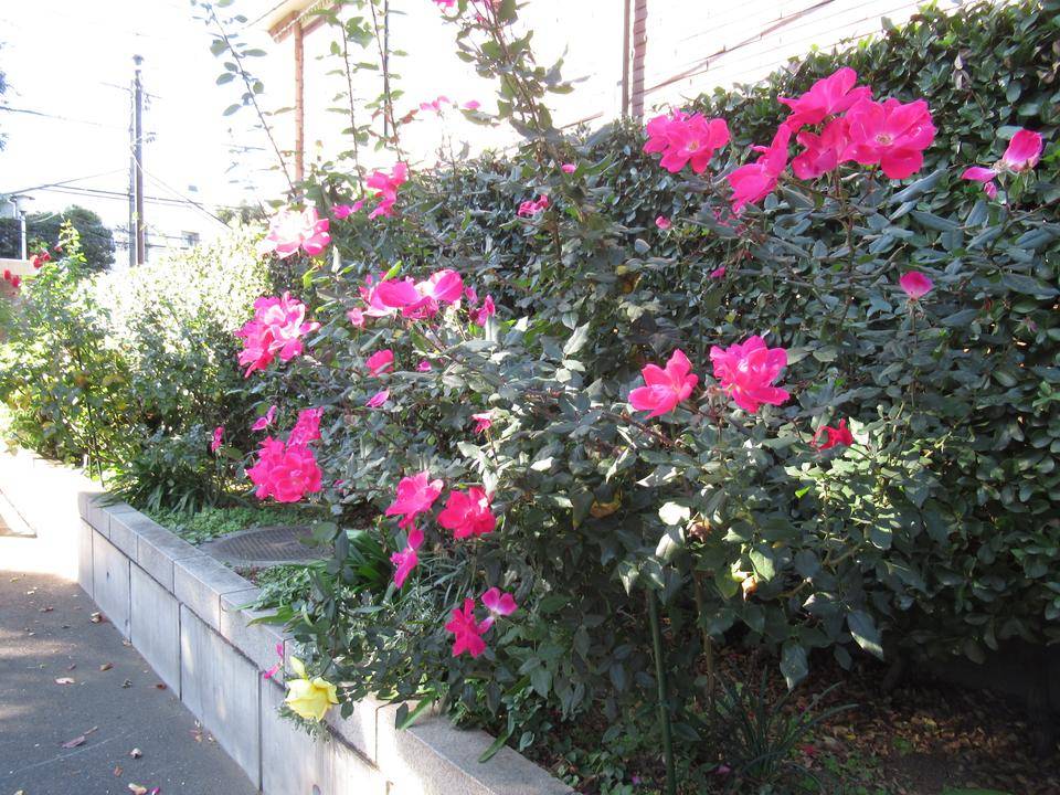 1121花苗と庭園 (3).JPG