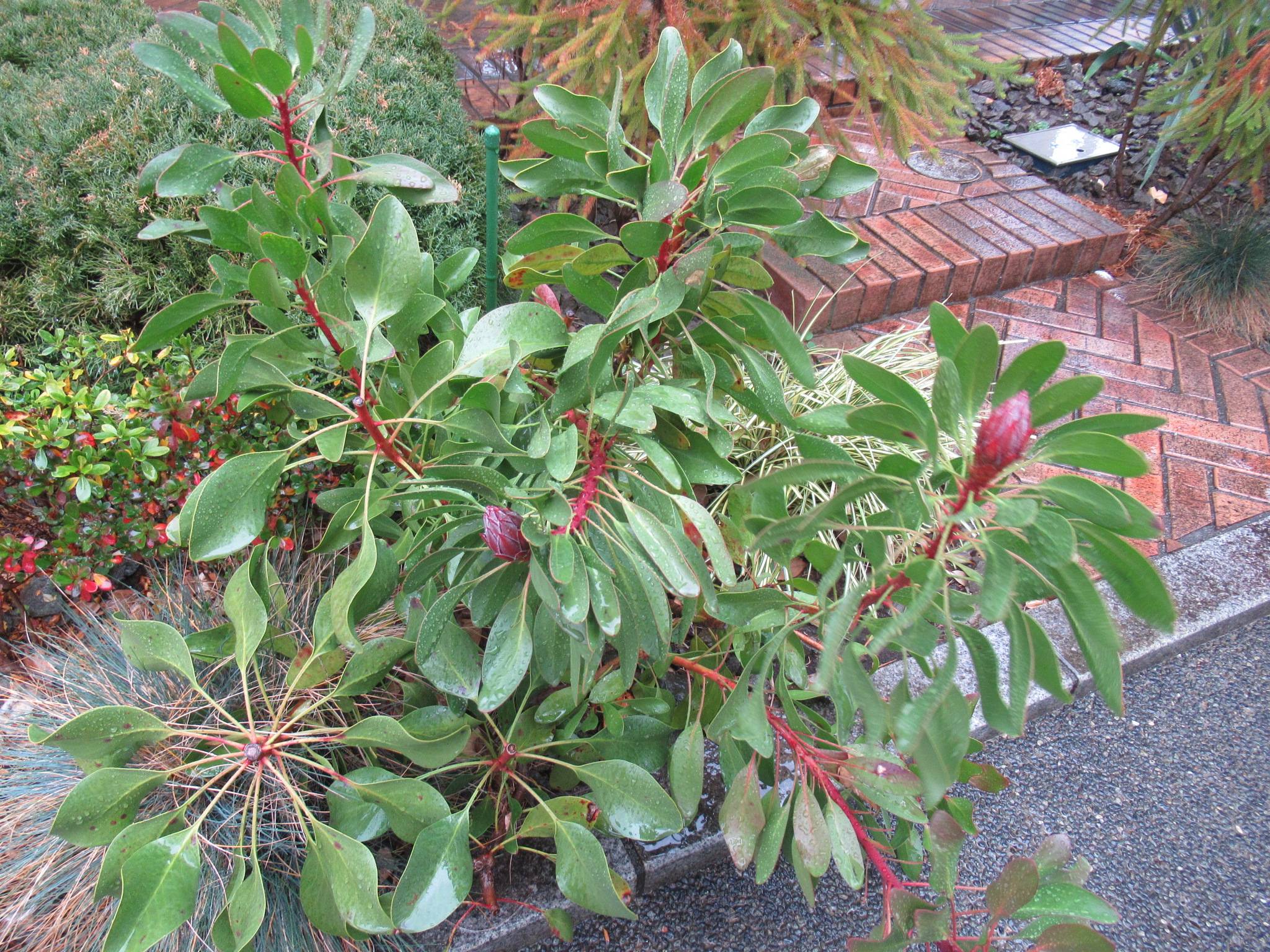 0123 (キングプロテア）.JPG