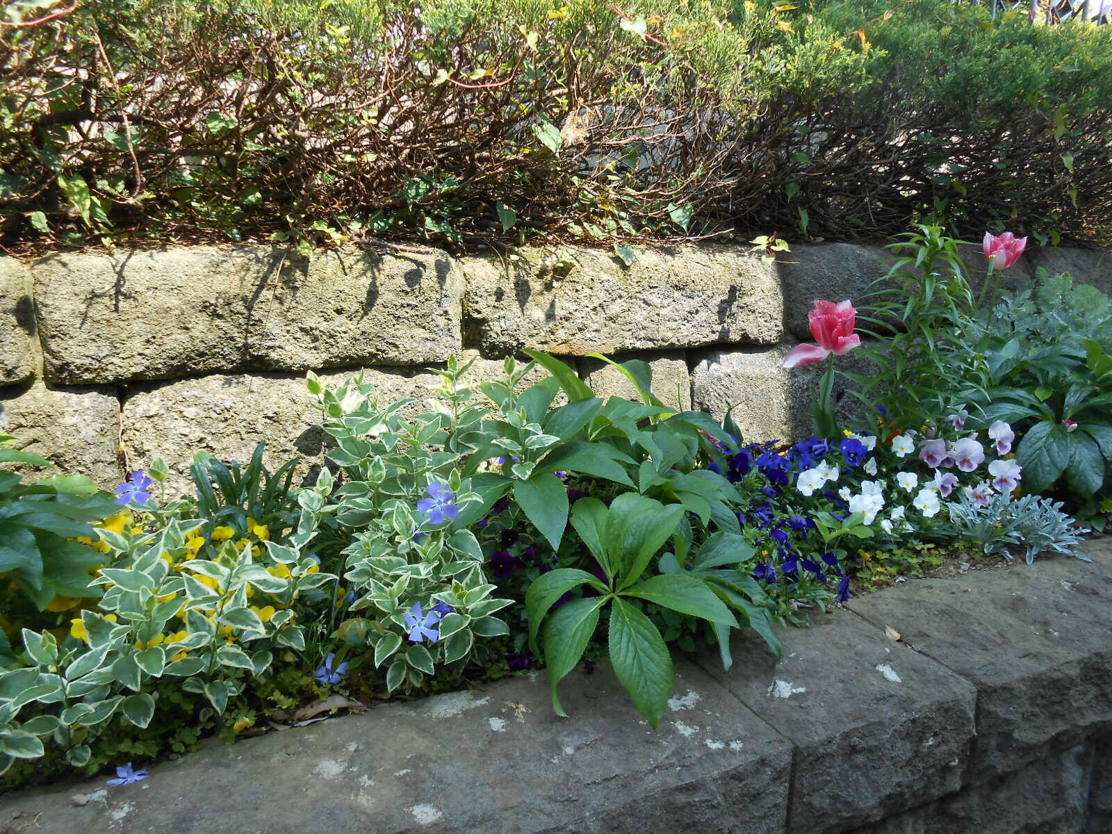 0430小さなお庭 (3).JPG