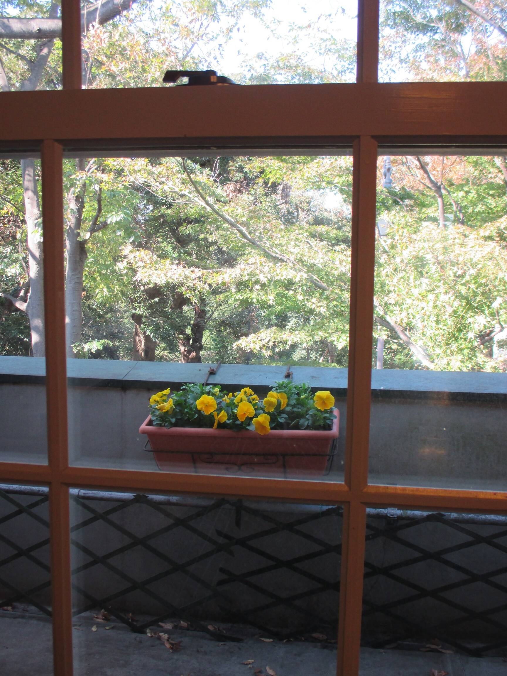 2019.11 ２階ベランダ.JPG