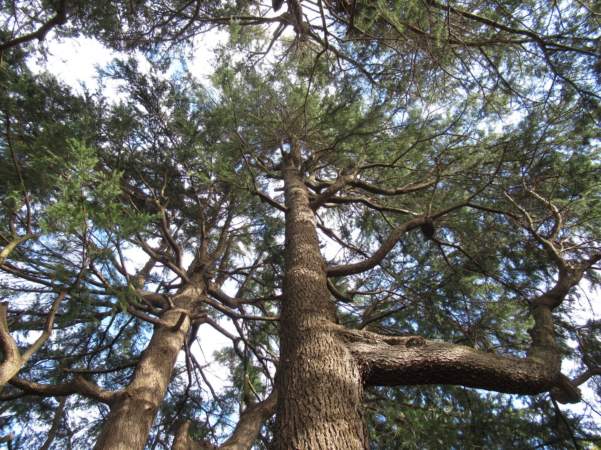 1204ヒマラヤスギ (3).JPG