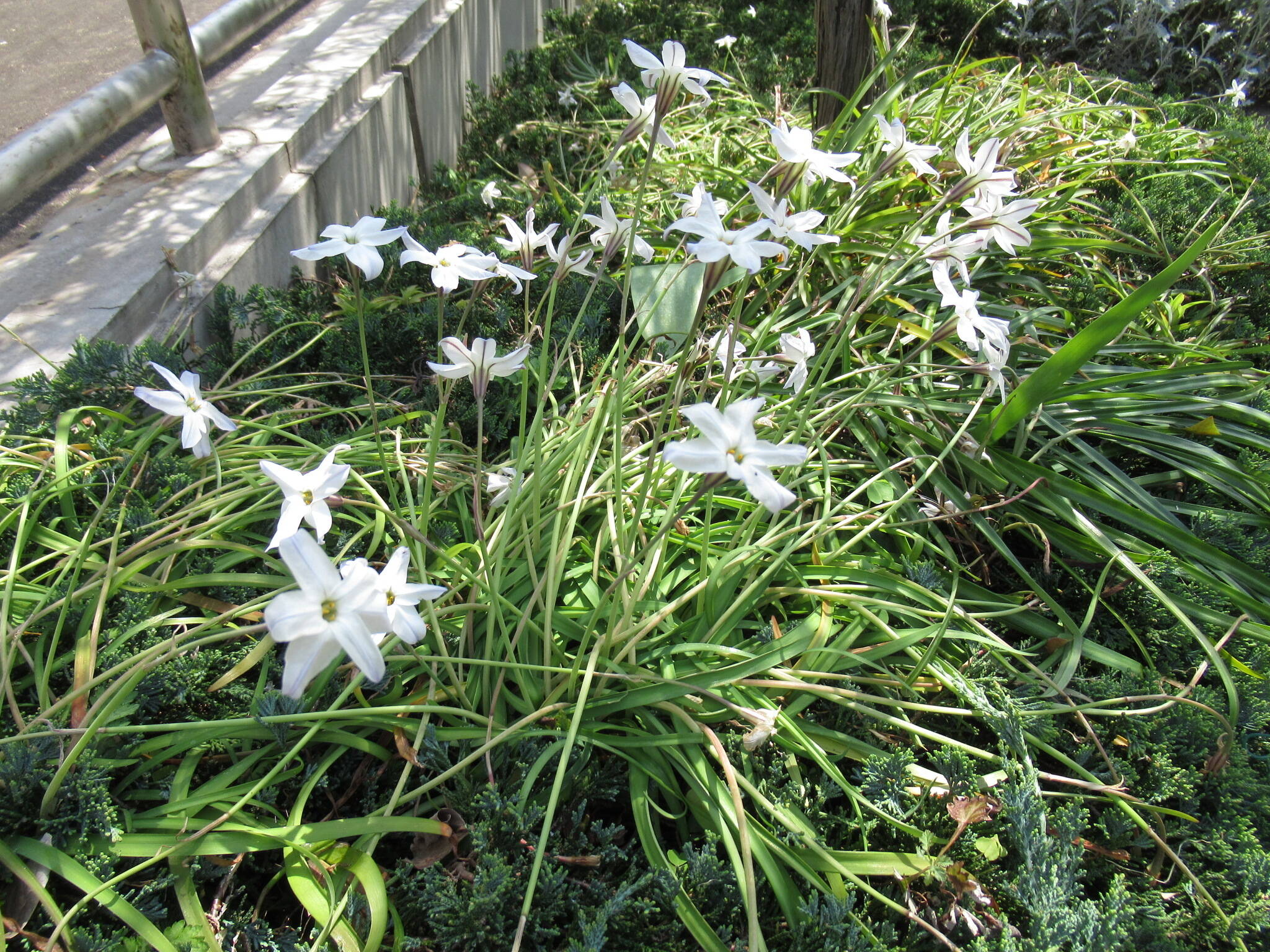 0410庭園の花 (ハナニラ).JPG