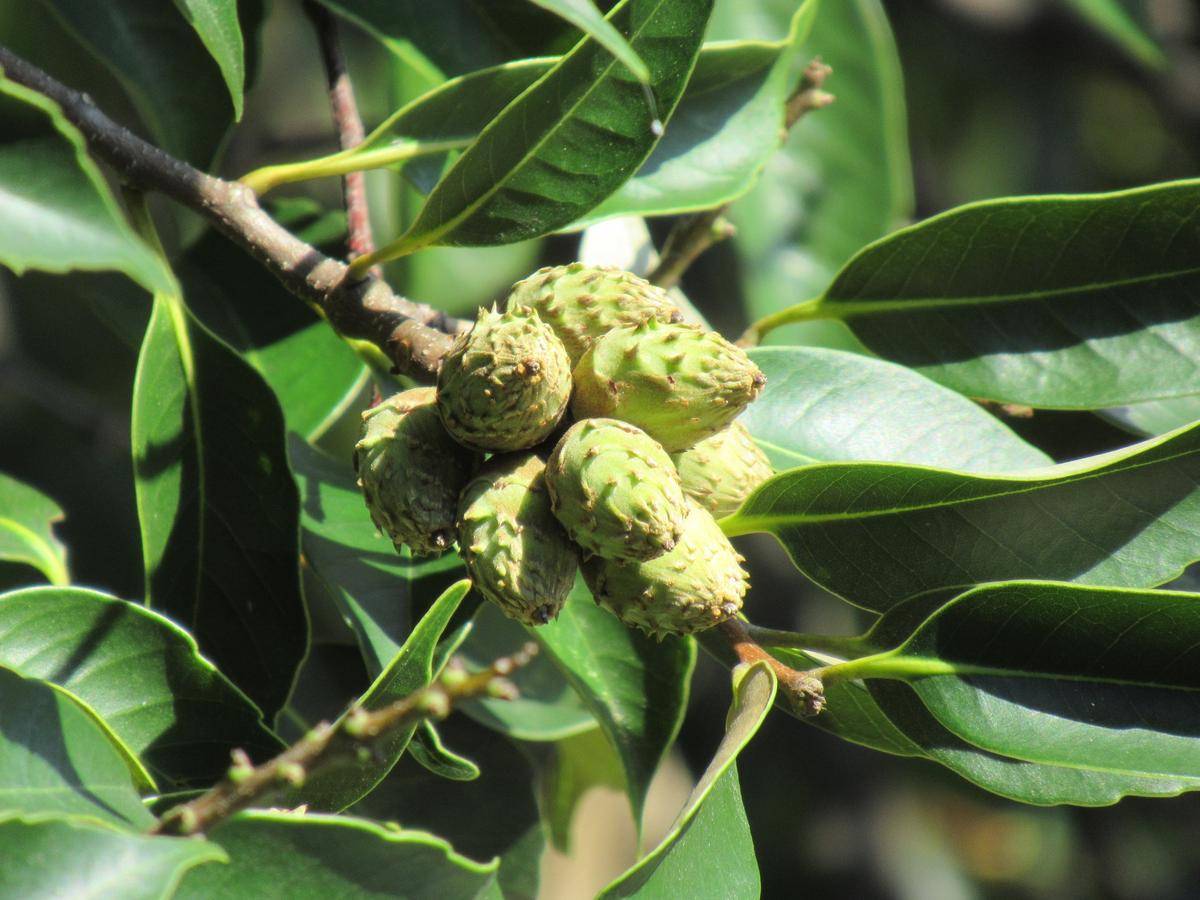 0803 スダジイの実.JPG