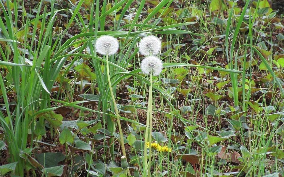 R4.4.17ブラフ②タンポポ (002).jpg