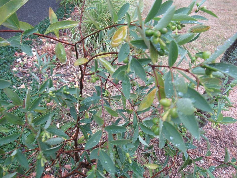 0123 (ヤンバルガンピ).JPG