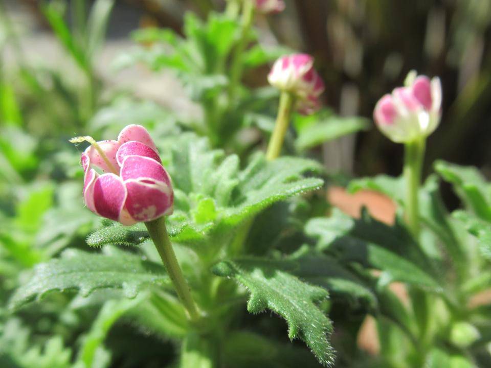 0530 スターバルサム.JPG