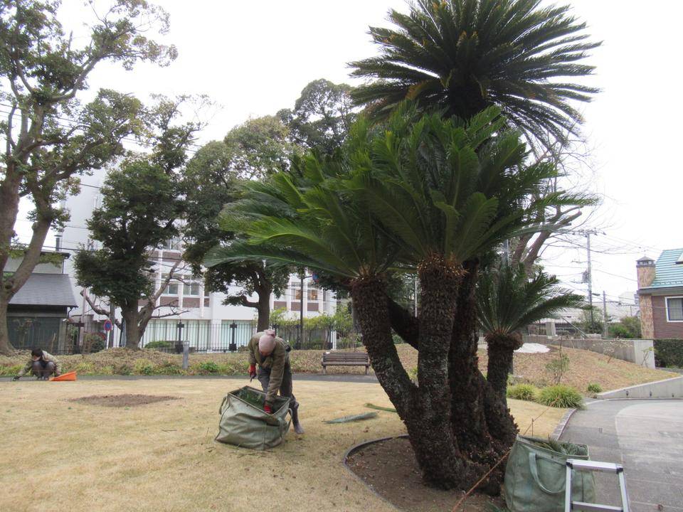 0308 ソテツ (2).JPG