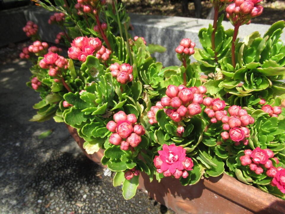 0410庭園の花 (3).JPG