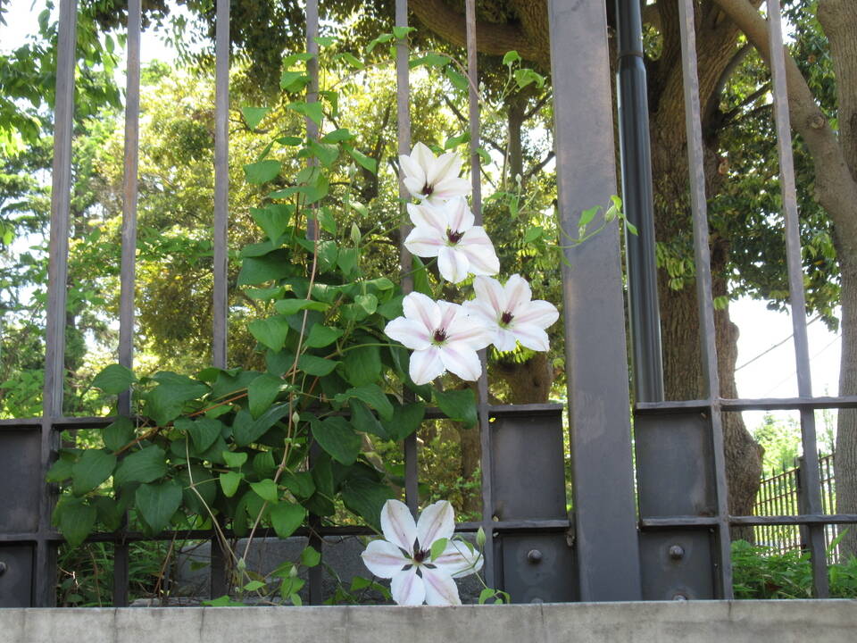 0508 クレマチス.JPG