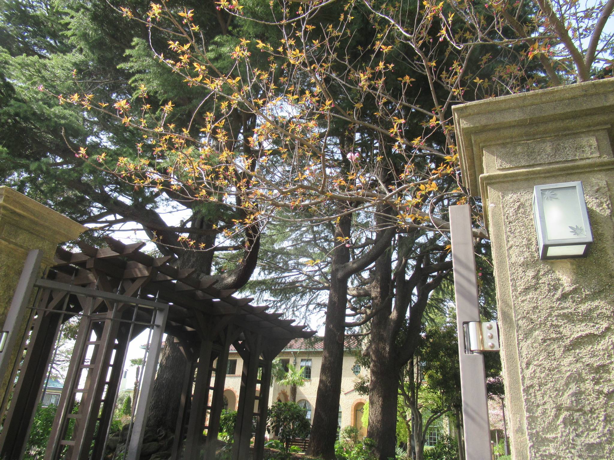 0331【ベーリック】 八重桜 (4).JPG