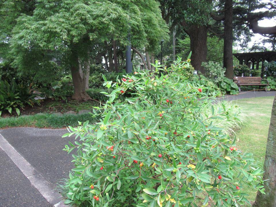 0708 アオガンピ.JPG