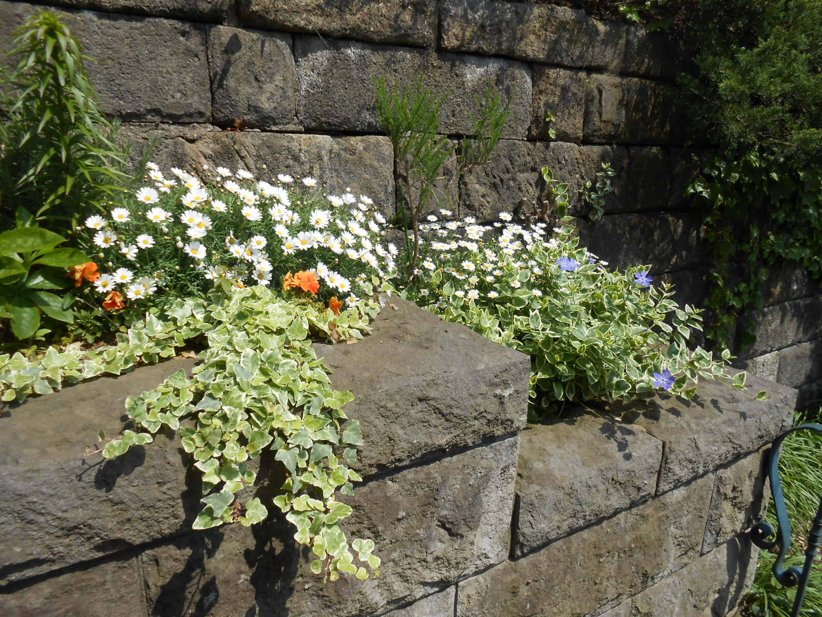 0430小さなお庭 (4).JPG