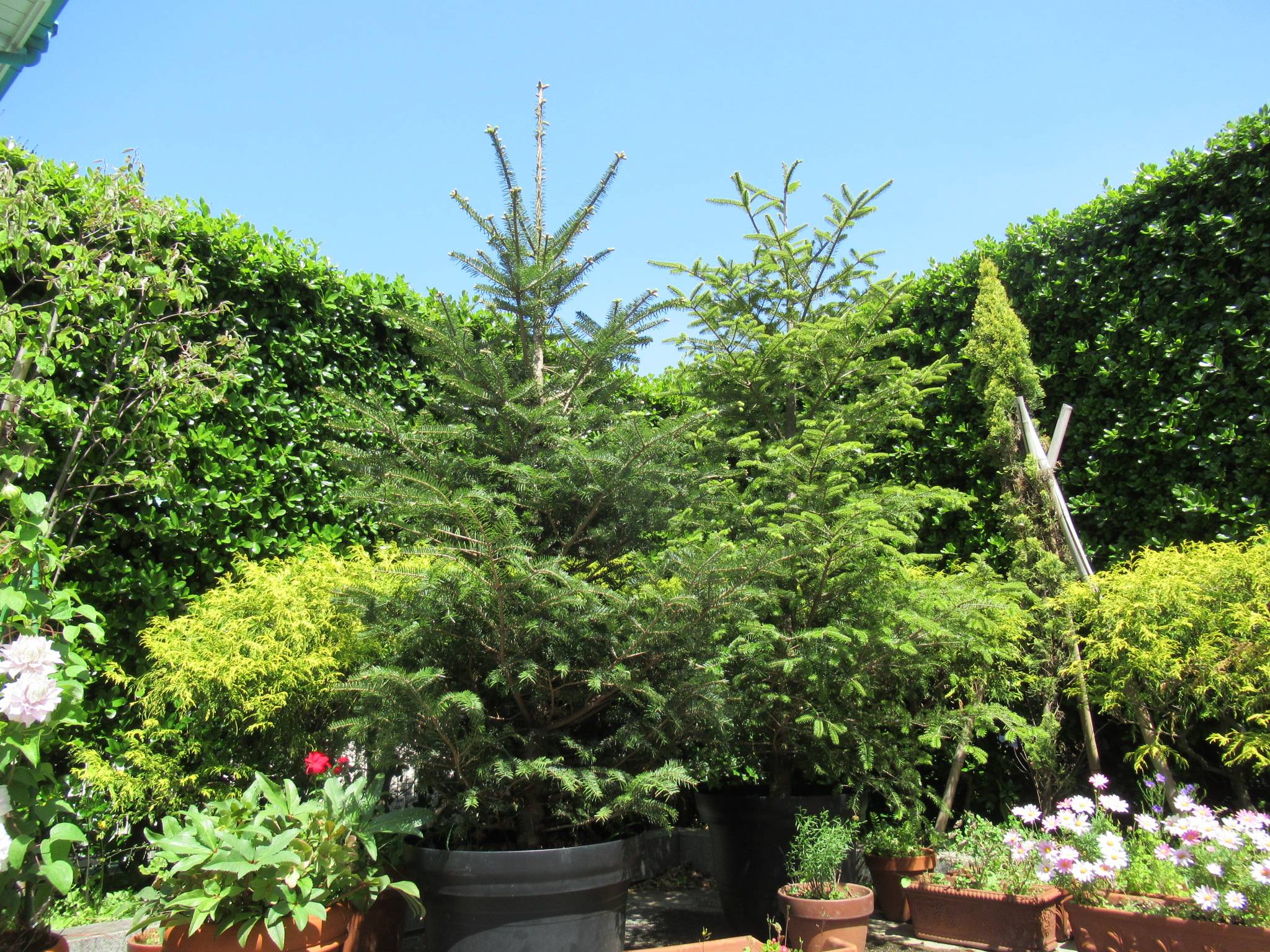 0424 モミノキ (1).JPG