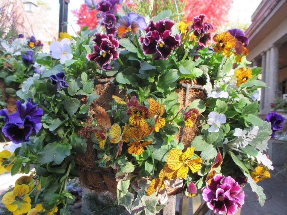 山手234番館・ハンギングバスケット　アップ　IMG_8954.JPG
