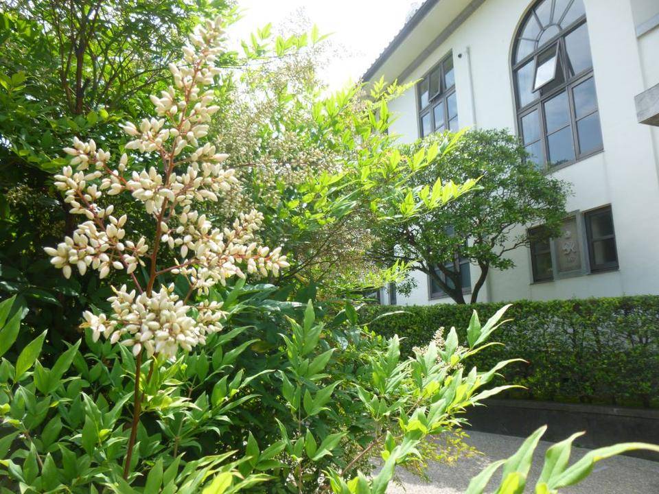 0610 ③イギリス館-南天とイギリス館.JPG