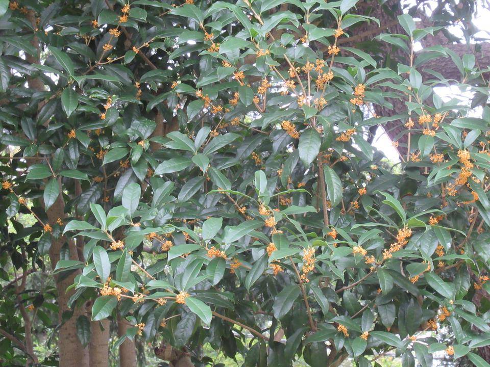 0912 キンモクセイ.JPG