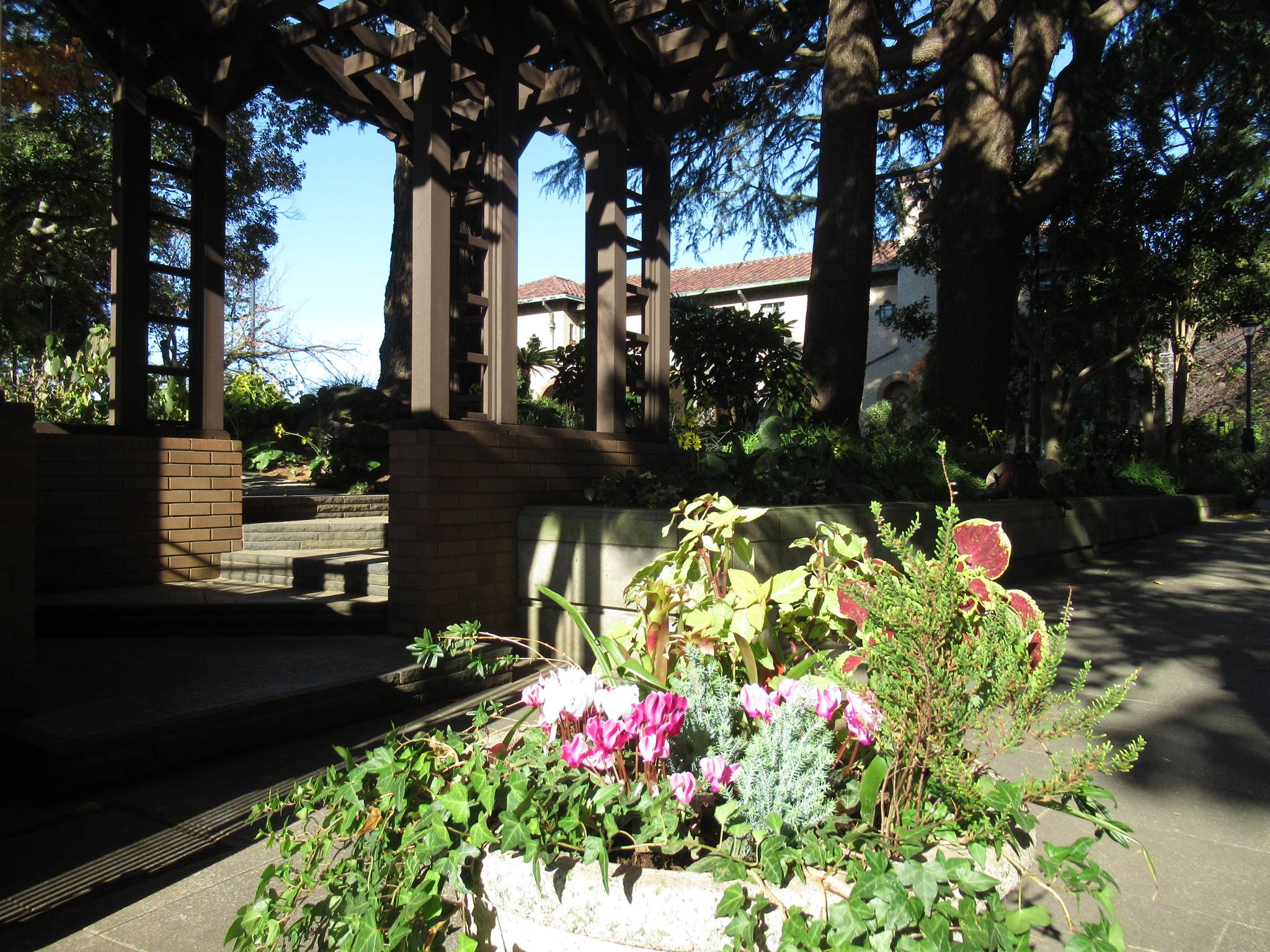 1121花苗と庭園 (1).JPG