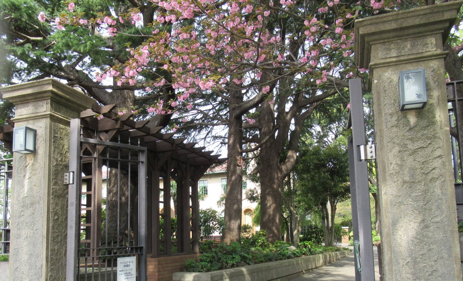 0405【ベーリック】 ヤエザクラ (2).JPG