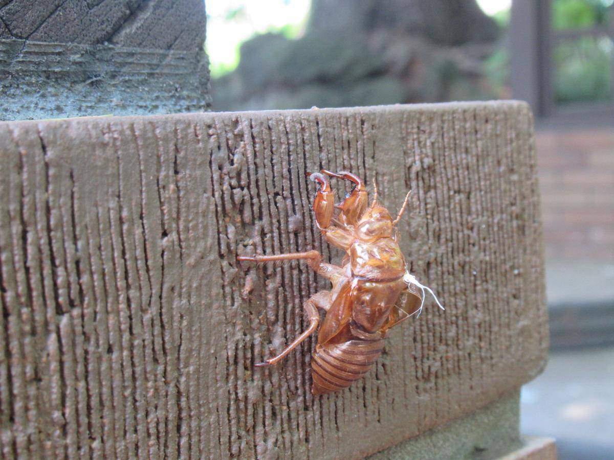 0801東屋とセミの抜け殻 (2).JPG