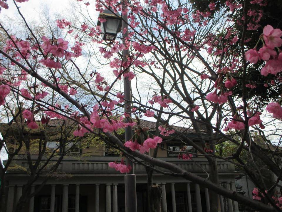 ②234番館 横浜緋桜も満開.JPG