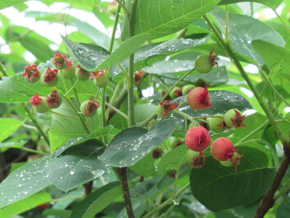 0521③【ベーリック・ホール】ジューンベリー (2).JPG