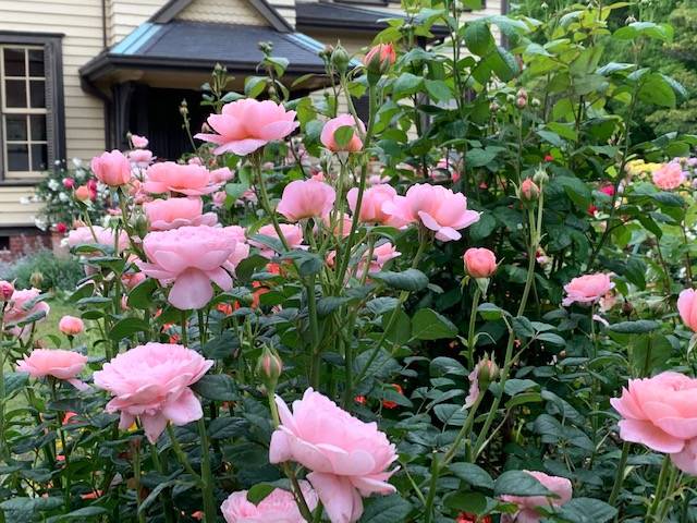 0515山手イタリア山手庭園のバラ (3).jpg