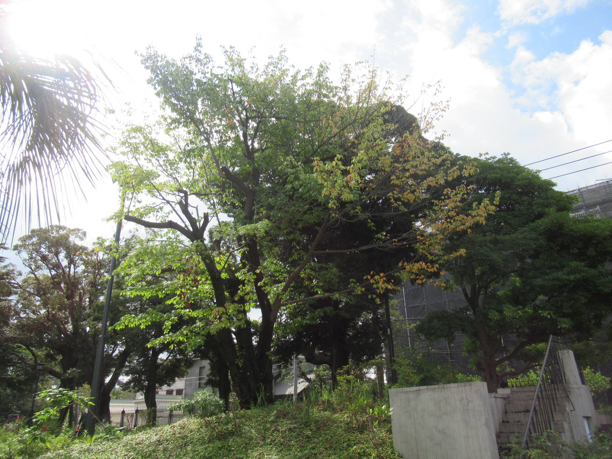 0907 オオシマザクラ細根保護 (2).JPG