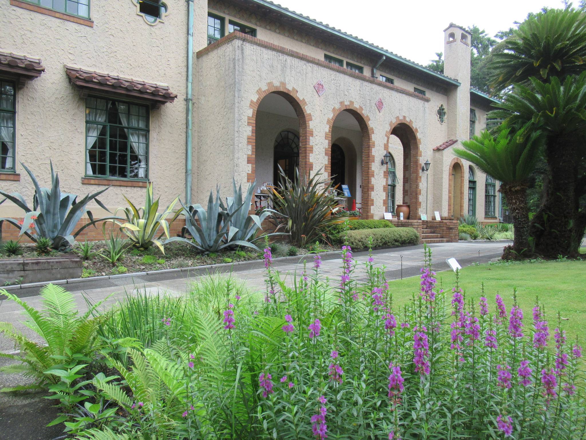 0708 ミソハギ.JPG