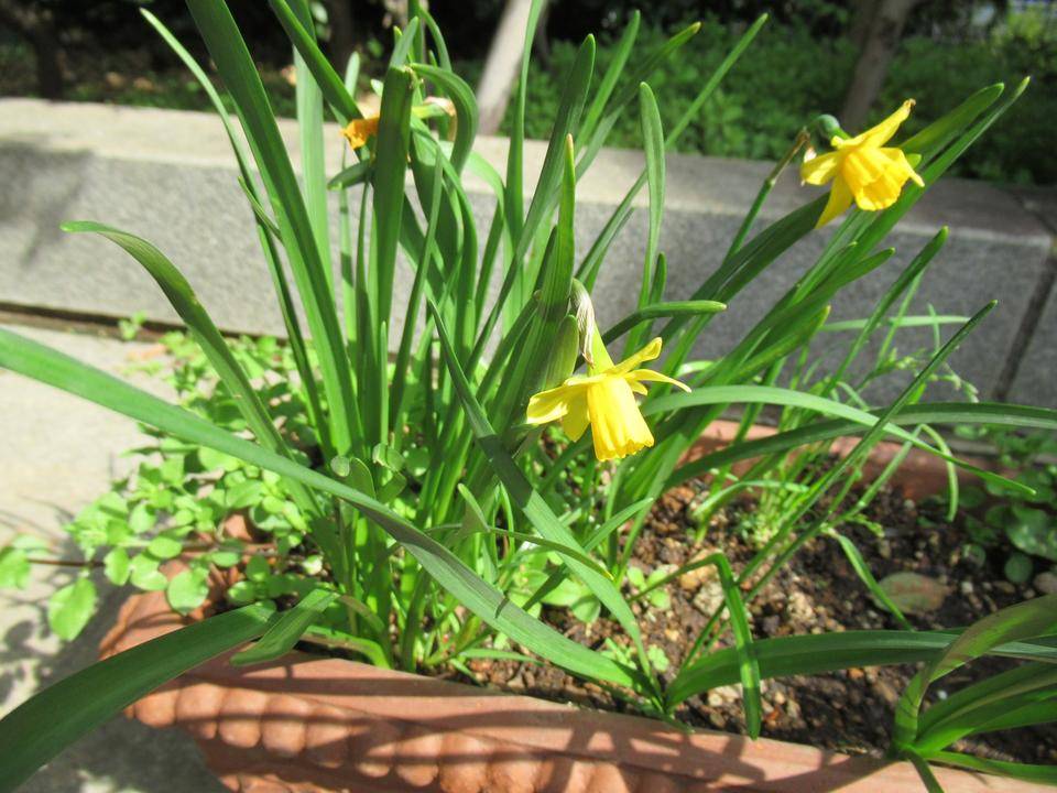 0325 スイセン.JPG