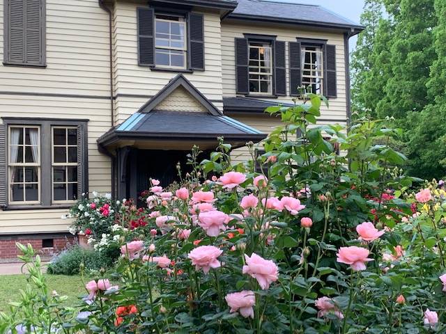 0515山手イタリア山手庭園のバラ (2).jpg