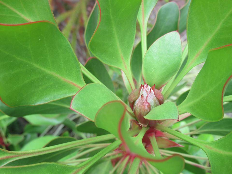 0515 キングプロテア (3).JPG