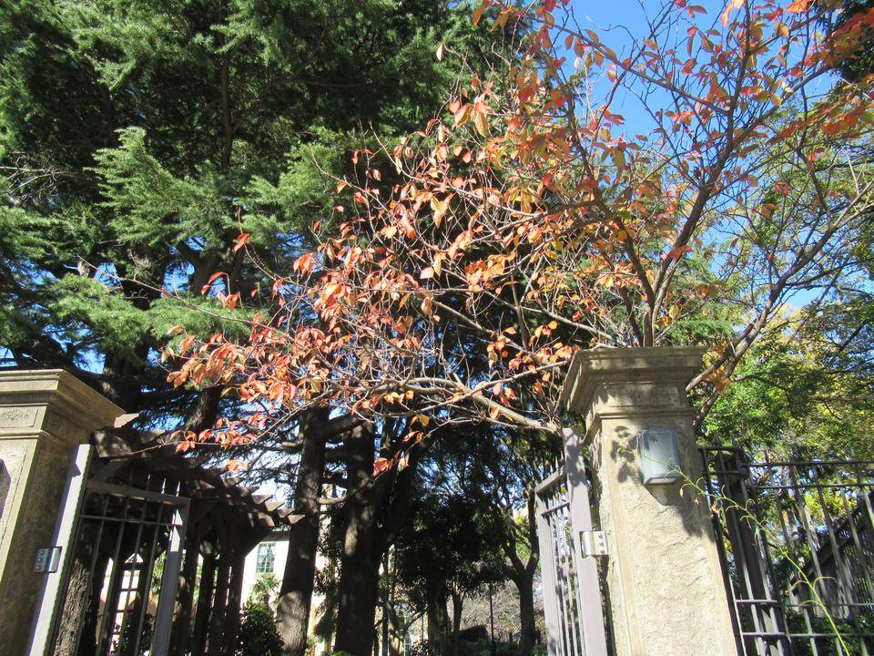 1127 ヤエザクラ.JPG