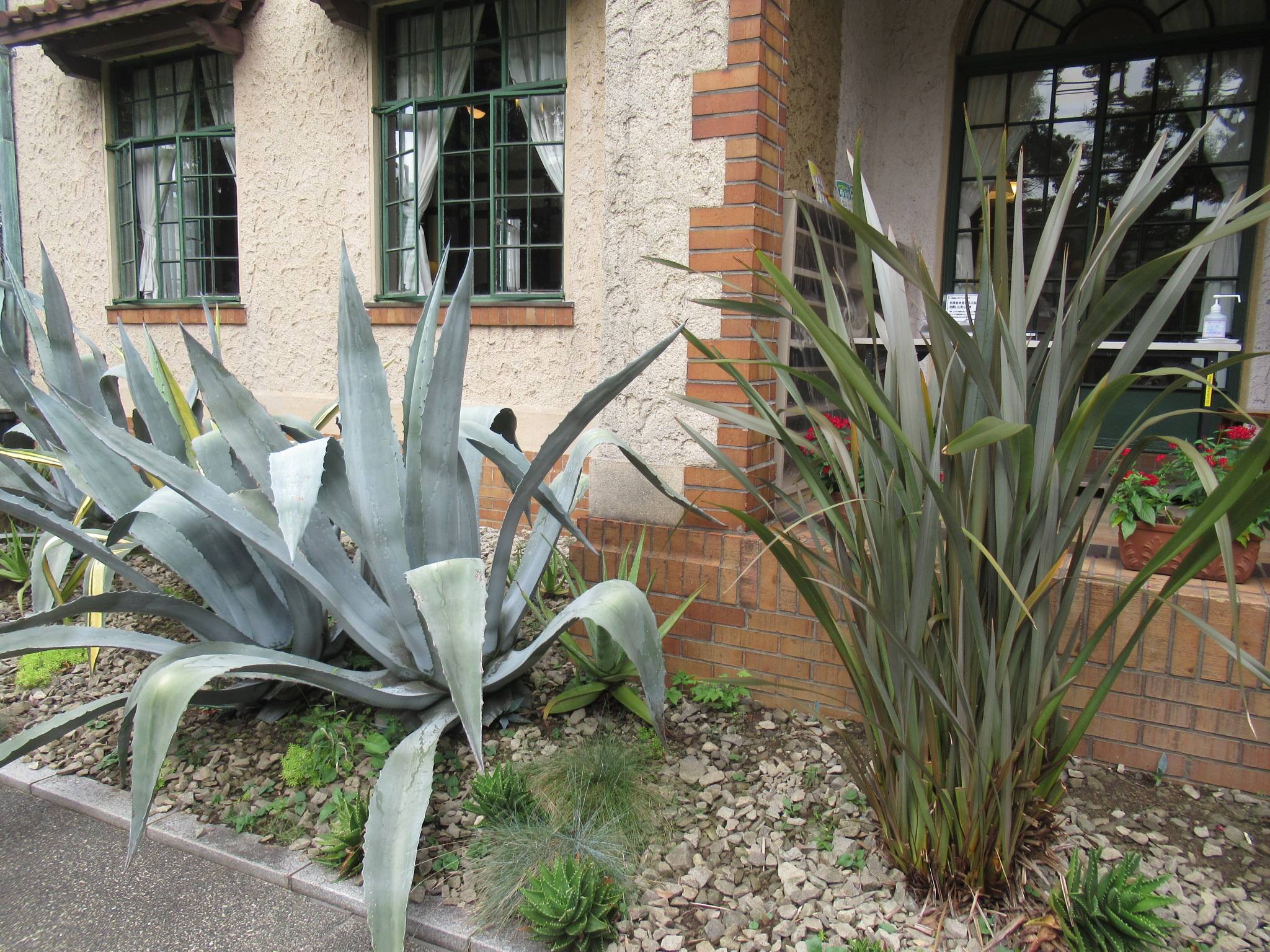 0917 ニューサイラン.JPG