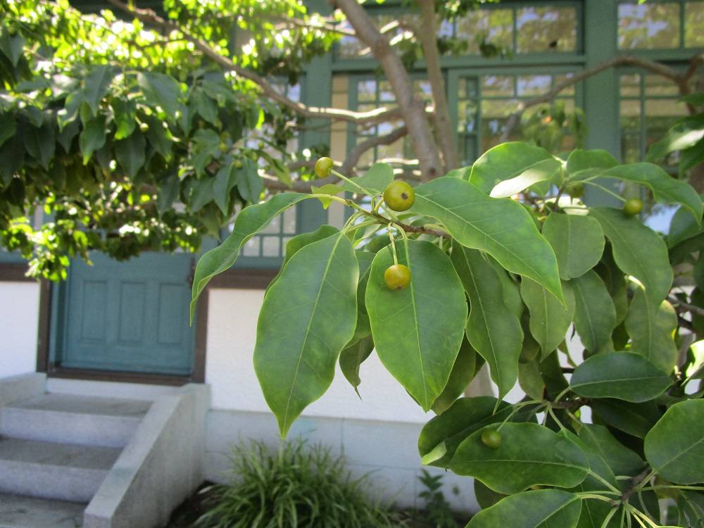 2021.8.16 ブラフのソヨゴ③.jpg