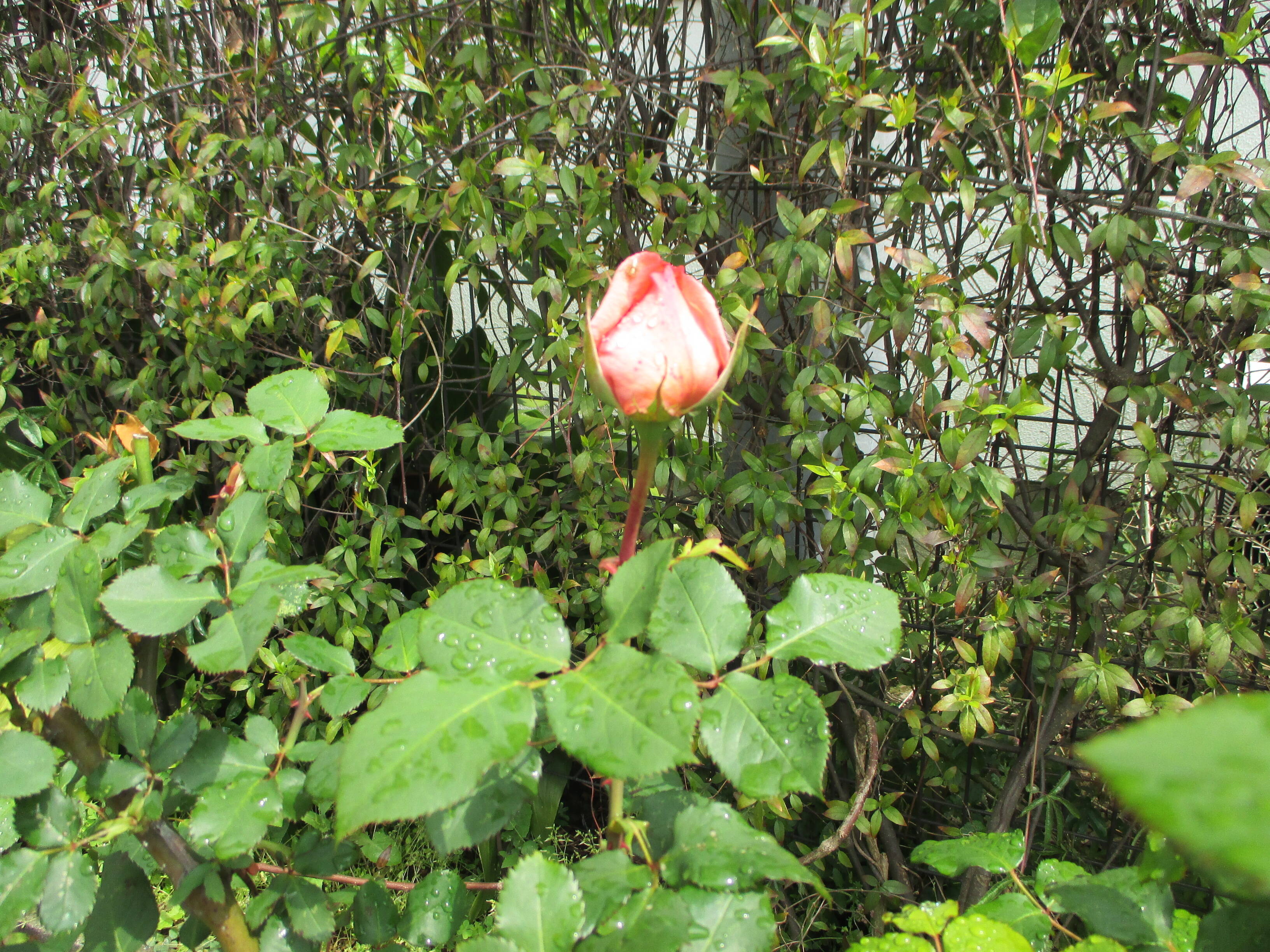 0421 234のお花 (2).JPG