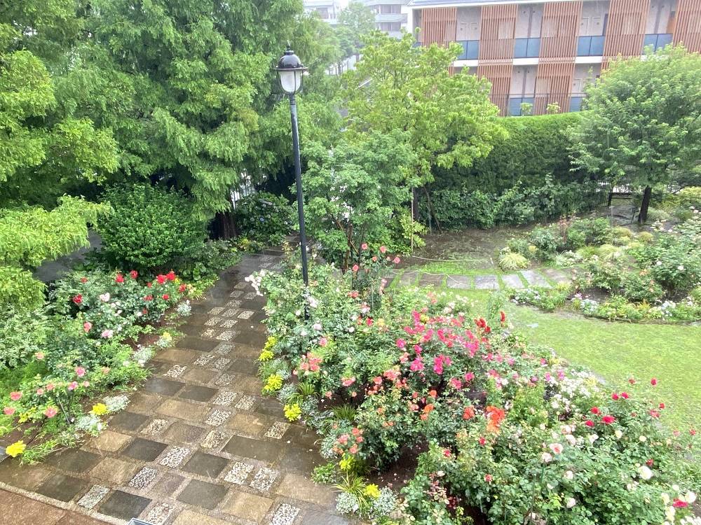 雨のバラ園.jpg