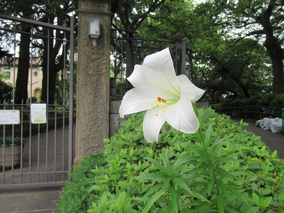 0617【ベーリック・ホール】ユリ（白）.JPG