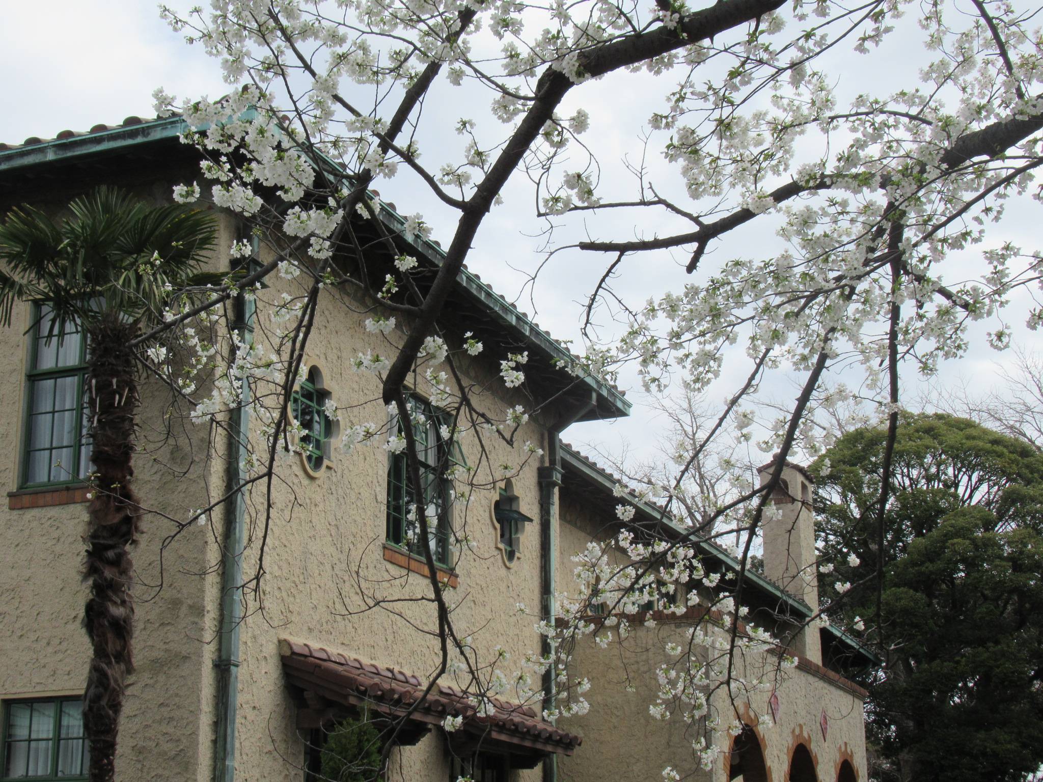 0322【ベーリック・ホール】 オオシマザクラ (1).JPG