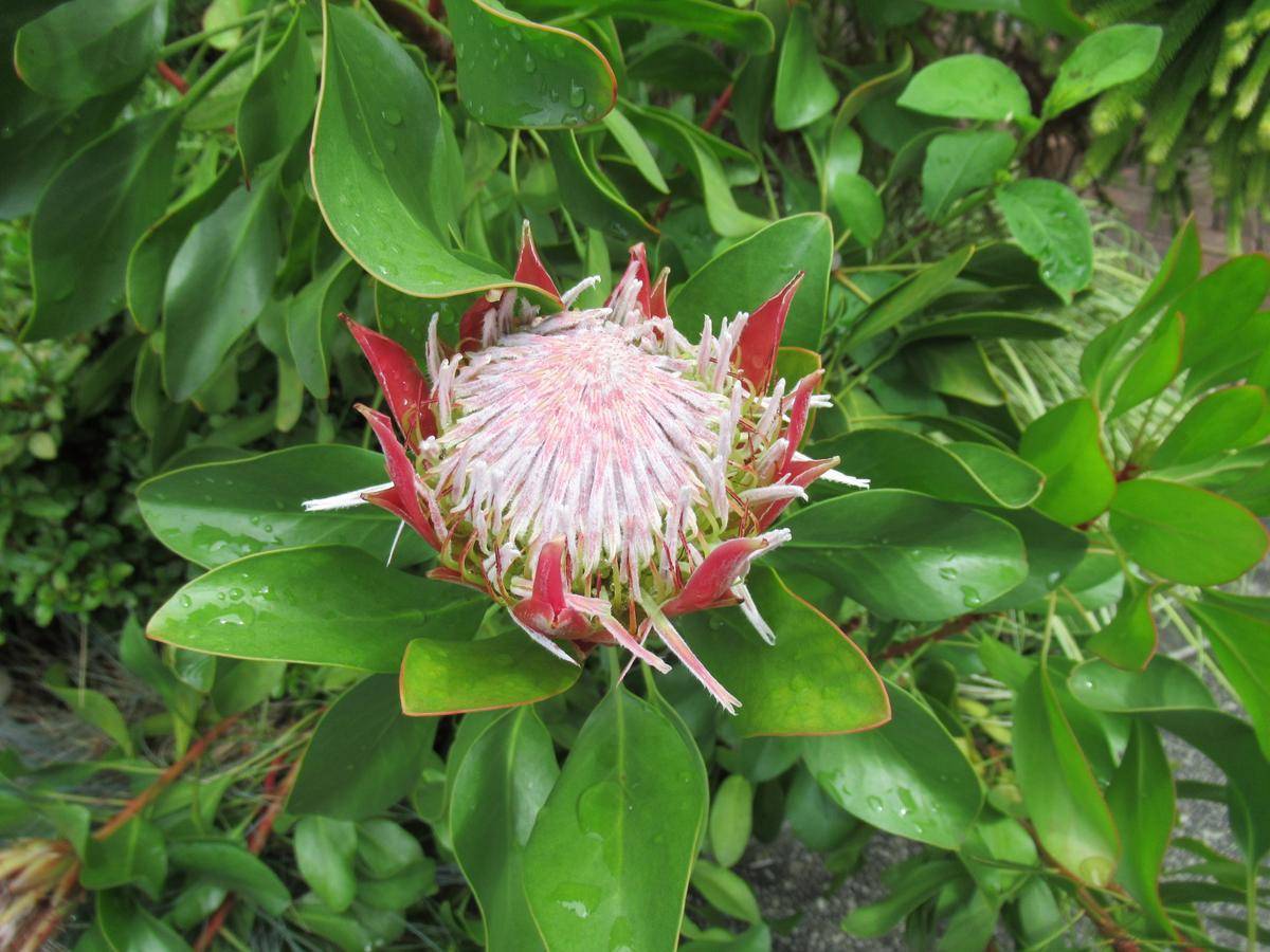 0806キングプロテアとなつみかん (2).JPG