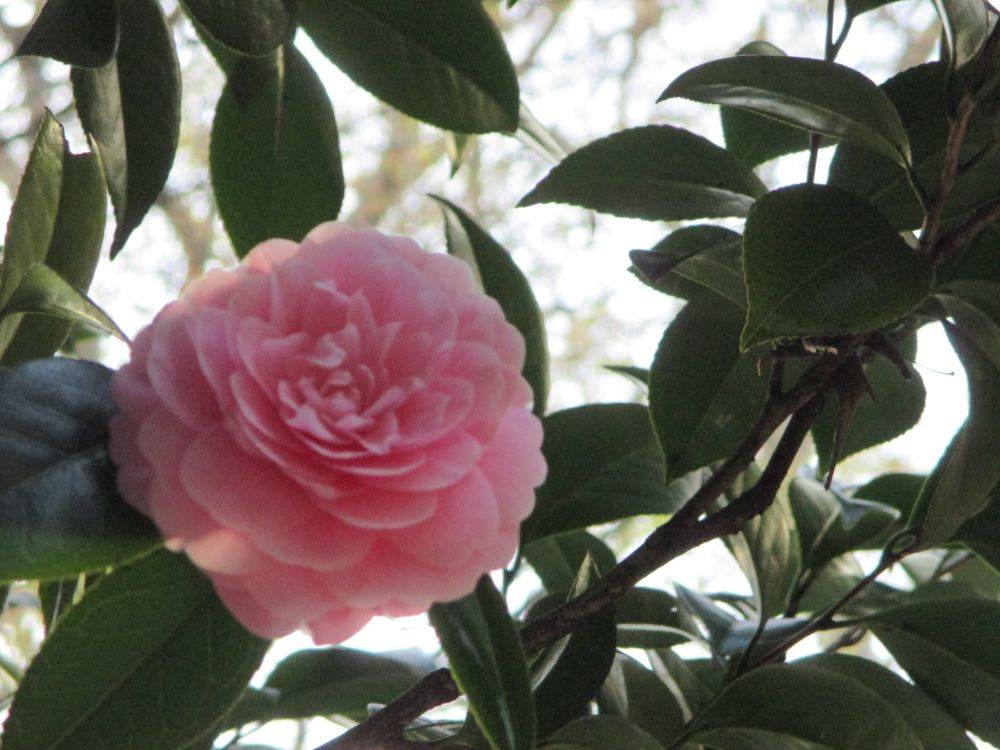 山手234番館 春のピンク色のお花|桜開花｜ブログ|山手西洋館公式